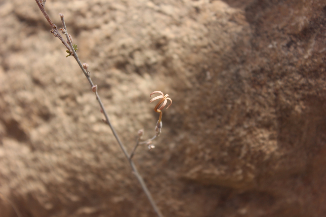 Plant Image